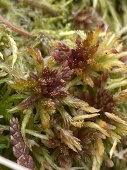 Sphagnum fallax