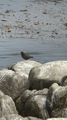 Haematopus bachmani