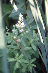Spiraea alba