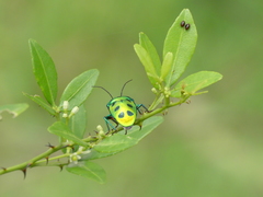 Chrysocoris