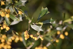 Berberis ruscifolia