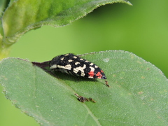 Acmaeodera disjuncta