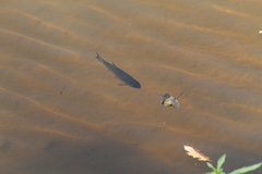 Squalius cephalus