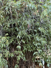 Populus angustifolia