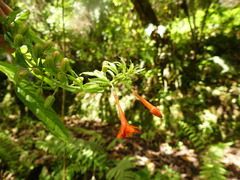 Fuchsia