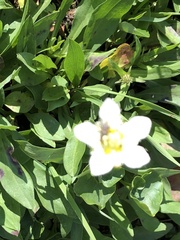 Parnassia fimbriata