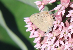Satyrium edwardsii