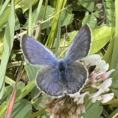 Plebejus idas