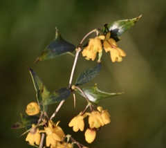 Berberis ruscifolia