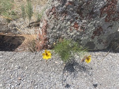Thelesperma filifolium