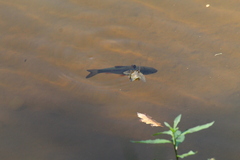 Squalius cephalus