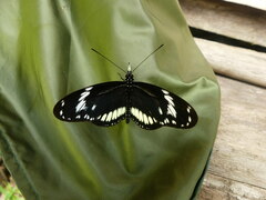 Heliconius hecuba