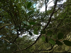 Peraxilla colensoi