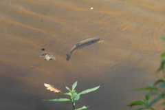 Squalius cephalus