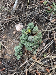 Sedum lanceolatum