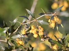 Berberis ruscifolia