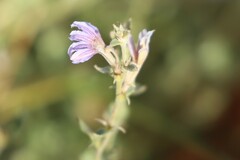 Scaevola parvibarbata