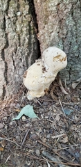 Basidiomycota