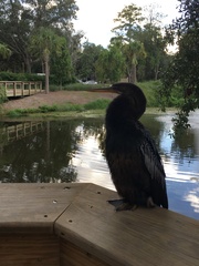 Anhinga anhinga