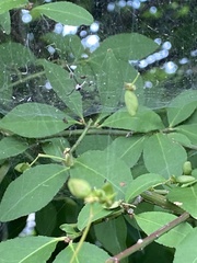Frontinella pyramitela