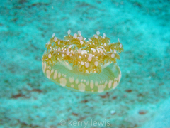 Cassiopea frondosa