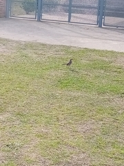 Mimus saturninus
