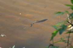Squalius cephalus