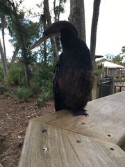 Anhinga anhinga