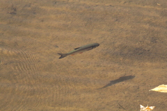 Squalius cephalus