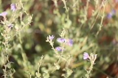 Scaevola parvibarbata