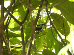 Stilpnia cyanicollis