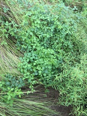 Amphicarpaea bracteata