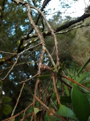Peraxilla colensoi
