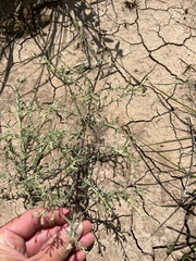 Cycloloma atriplicifolium