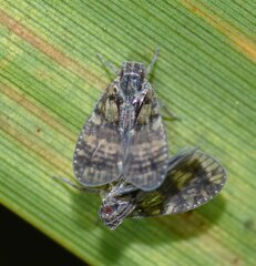 Bothriocera