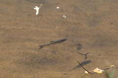 Squalius cephalus