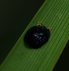 Hemisphaerota cyanea