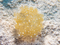 Cassiopea frondosa