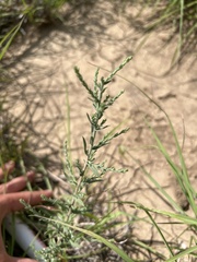 Cycloloma atriplicifolium