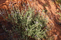 Scaevola parvibarbata
