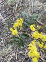 Acacia terminalis