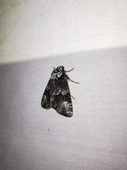 Craniophora ligustri