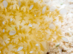 Cassiopea frondosa
