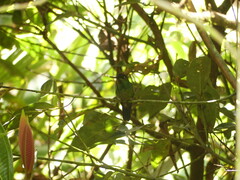 Heliodoxa leadbeateri