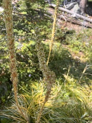 Xerophyllum tenax