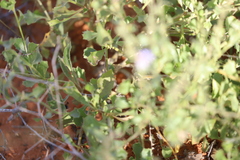 Scaevola parvibarbata