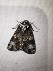 Craniophora ligustri