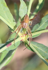 Neoscona arabesca