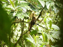 Trogon personatus
