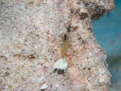 Stenopus scutellatus